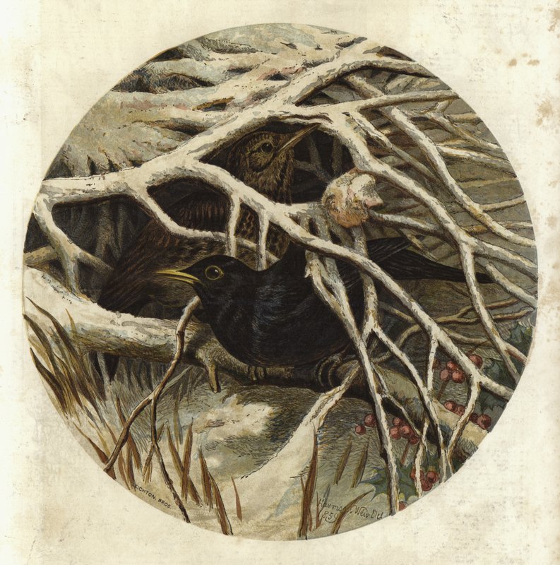 Mustarastas ja peippo, piilossa... tekijältä Harrison William Weir