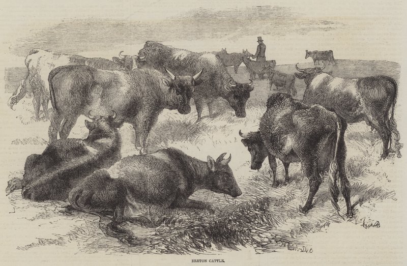 Breton karja tekijältä Harrison William Weir