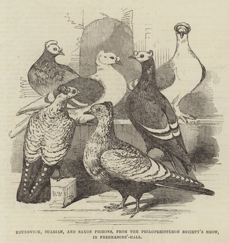 Brunswick, Suabian ja Saxon Pigeons, Philoperisteron Society