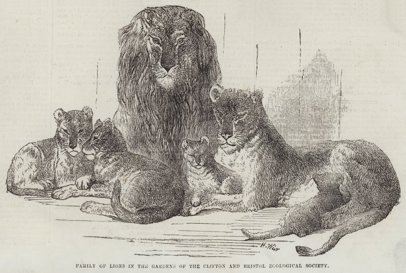Lionsperhe Cliftonin ja Bristolin eläintieteellisen seuran puutarhoissa tekijältä Harrison William Weir
