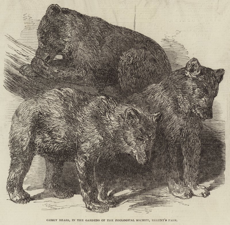 Grizzly Bears, Gardens of the Zoological Society, Regent