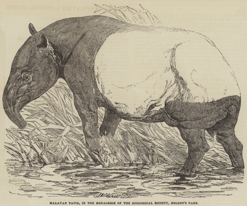 Malayan Tapir, Zoological Societyn eläintarhassa, Regent