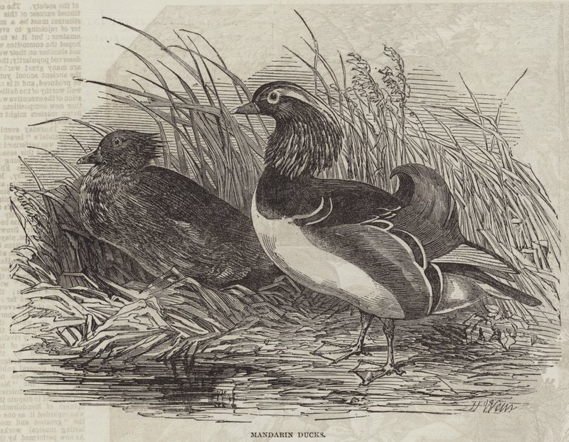 Mandarin Ducks tekijältä Harrison William Weir
