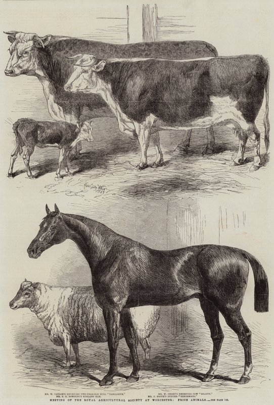 Royal Agricultural Societyn kokous Worcesterissa, Prize Animals tekijältä Harrison William Weir