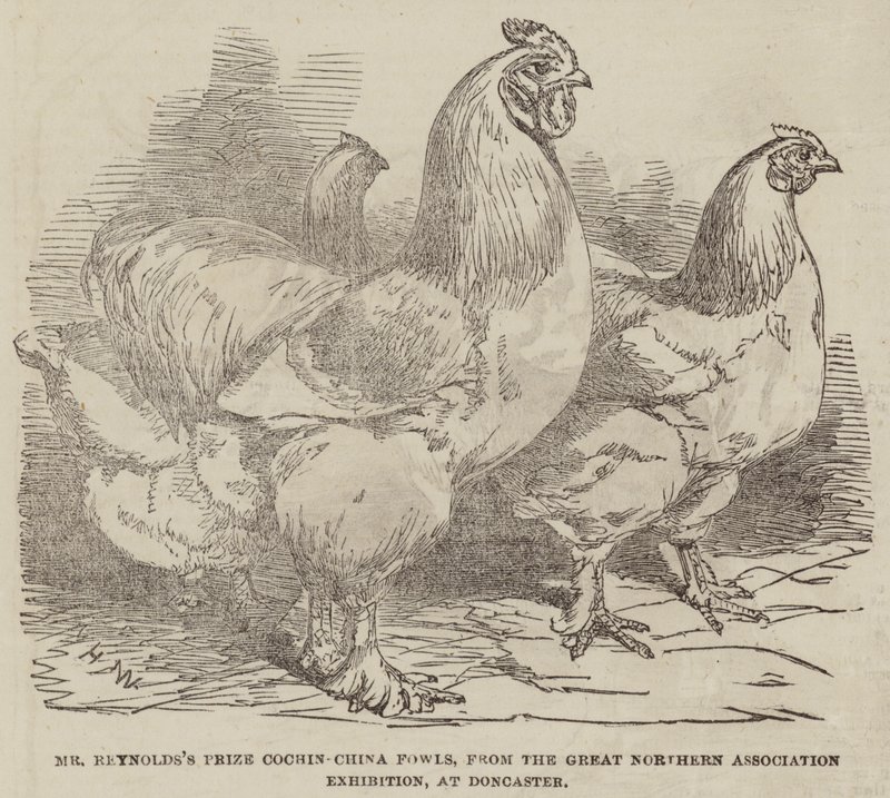 Mr Reynoldsin palkinto Cochin-China Fowls Great Northern Association -näyttelystä Doncasterissa tekijältä Harrison William Weir