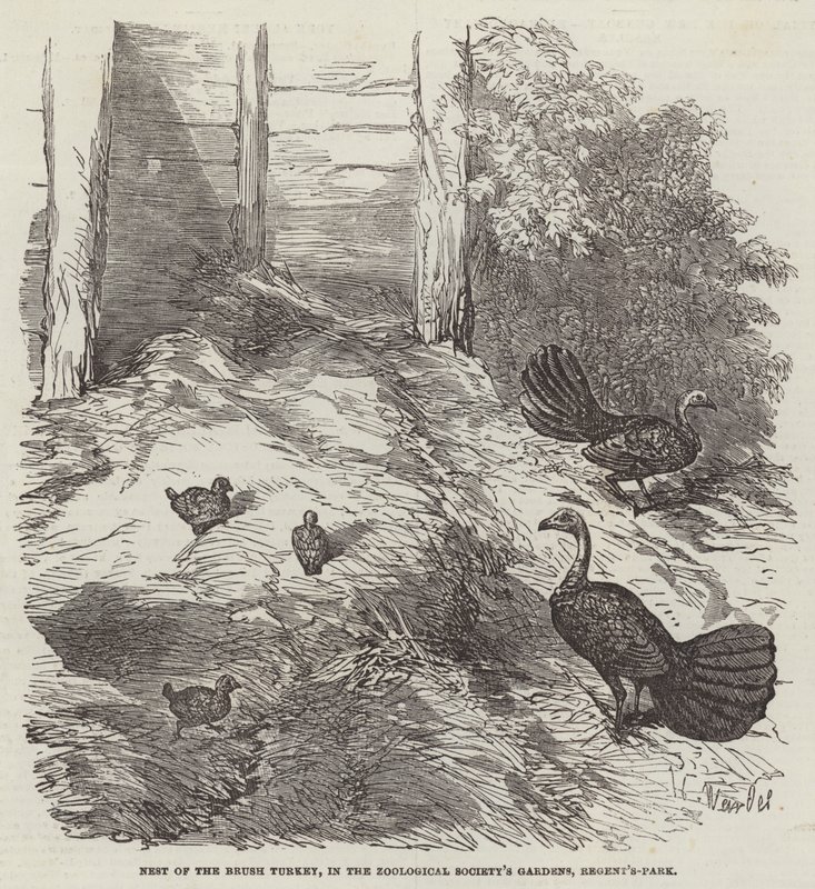 Nest of the Brush Turkey, Zoological Society