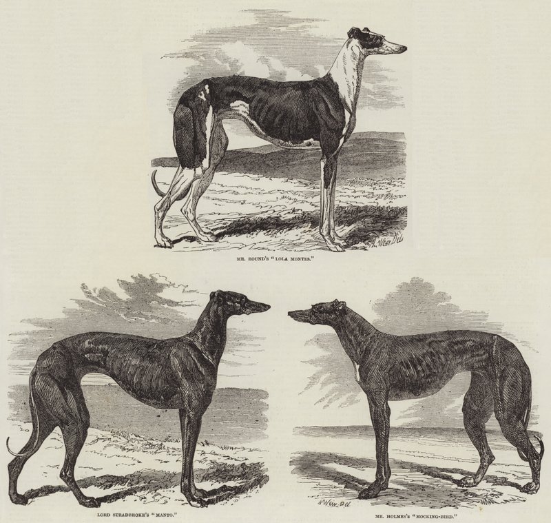 Newmarket Coursing Meeting tekijältä Harrison William Weir