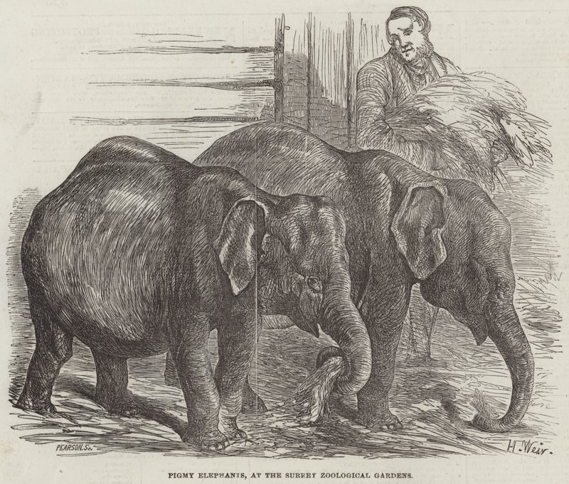 Pygmy Elephants, Surreyn eläintieteellisessä puutarhassa tekijältä Harrison William Weir