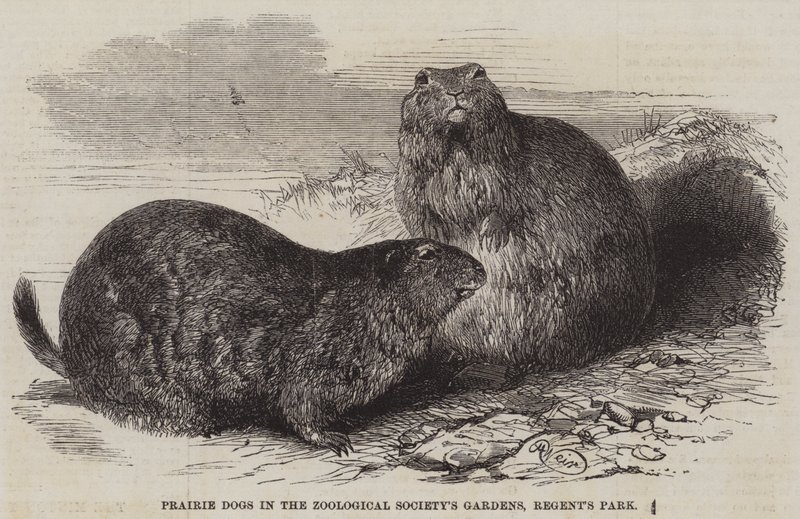 Prairie Dogs Zoological Societyn puutarhoissa, Regent