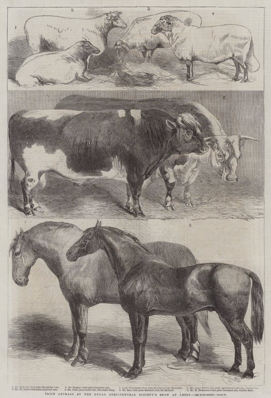 Palkitut eläimet Royal Agricultural Societyn näyttelyssä Leedsissä tekijältä Harrison William Weir