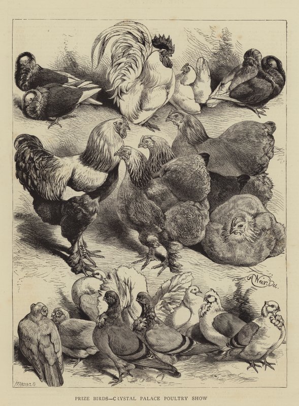 Prize Birds, Crystal Palace Poultry Show tekijältä Harrison William Weir