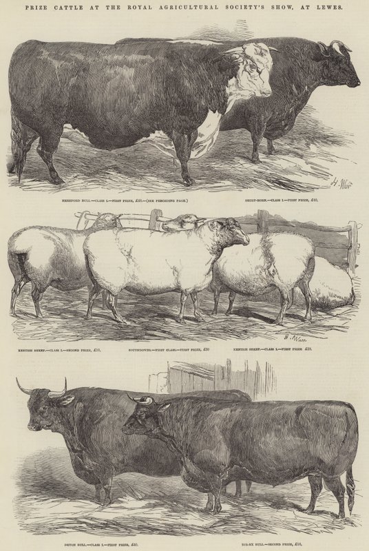 Palkintokarja Royal Agricultural Societyn näyttelyssä Lewesissä tekijältä Harrison William Weir