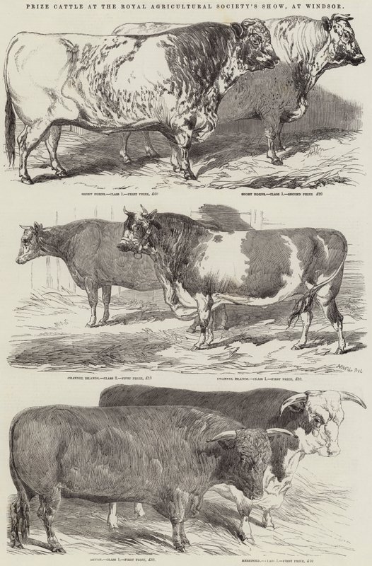 Palkintokarja Royal Agricultural Societyn näyttelyssä Windsorissa tekijältä Harrison William Weir