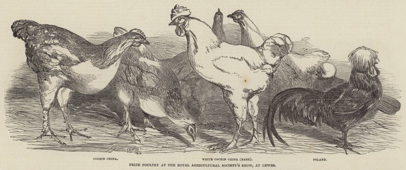 Palkinto siipikarjasta Royal Agricultural Societyn näyttelyssä Lewesissä tekijältä Harrison William Weir