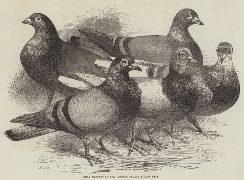 Crystal Palace Pigeon Race -kilpailun palkinnon voittajat tekijältä Harrison William Weir