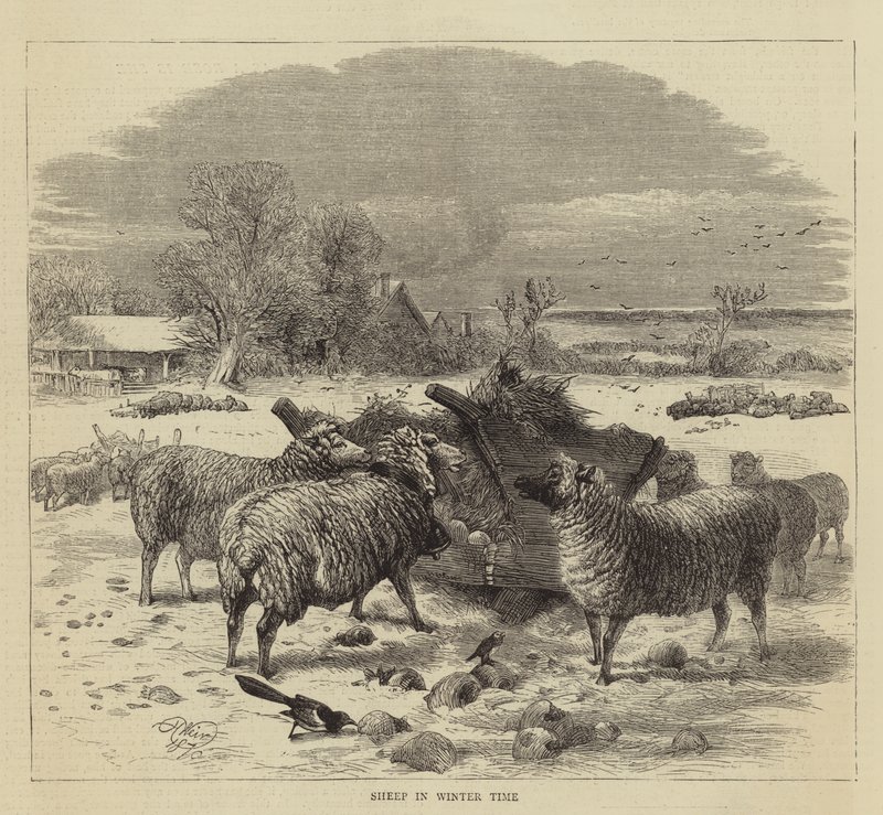 Lampaat talvella tekijältä Harrison William Weir
