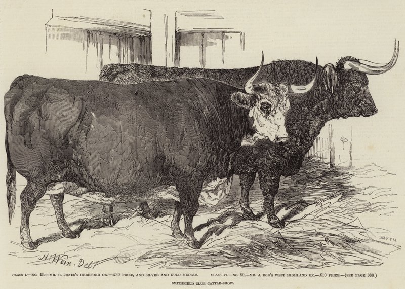 Smithfield Clubin karjanäyttely tekijältä Harrison William Weir