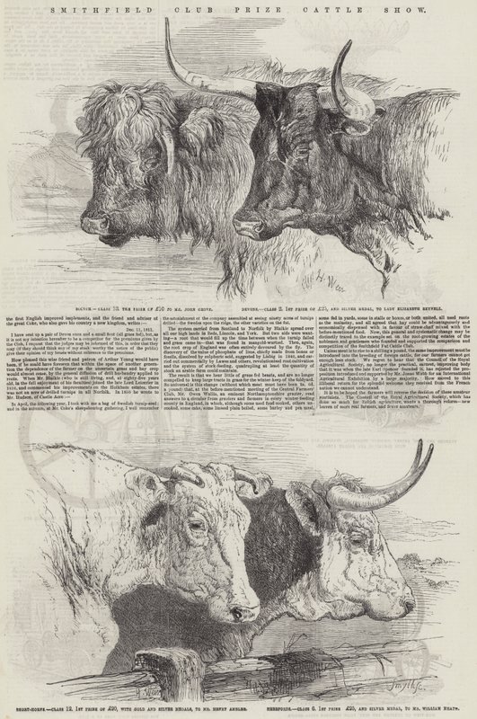 Smithfield Club Prize -nautanäyttely tekijältä Harrison William Weir