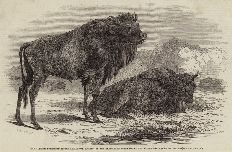 Venäjän keisari esitteli Aurochit Eläintieteelliselle Seuralle tekijältä Harrison William Weir