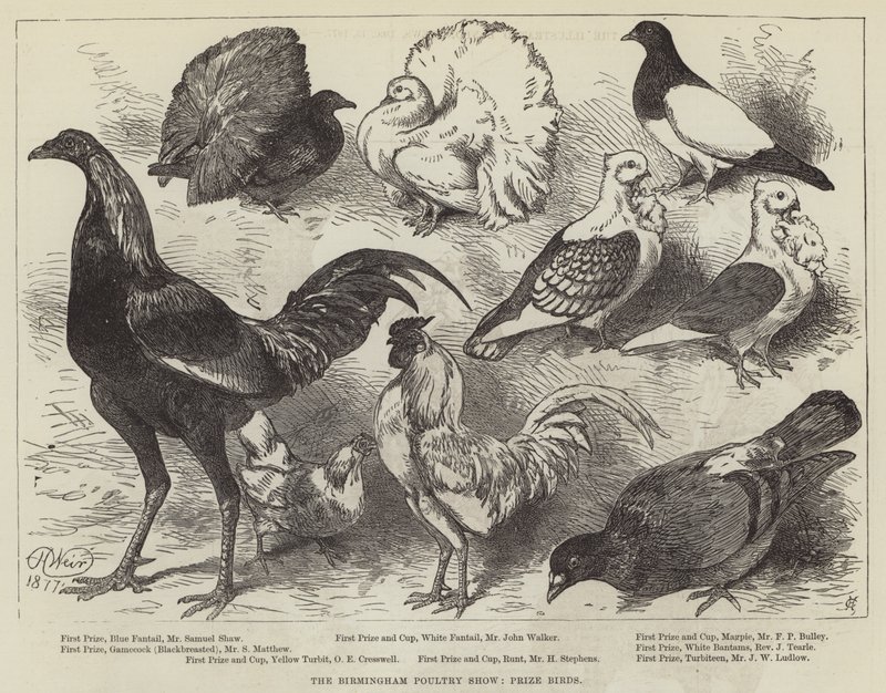 Birminghamin siipikarjanäyttely, Prize Birds tekijältä Harrison William Weir
