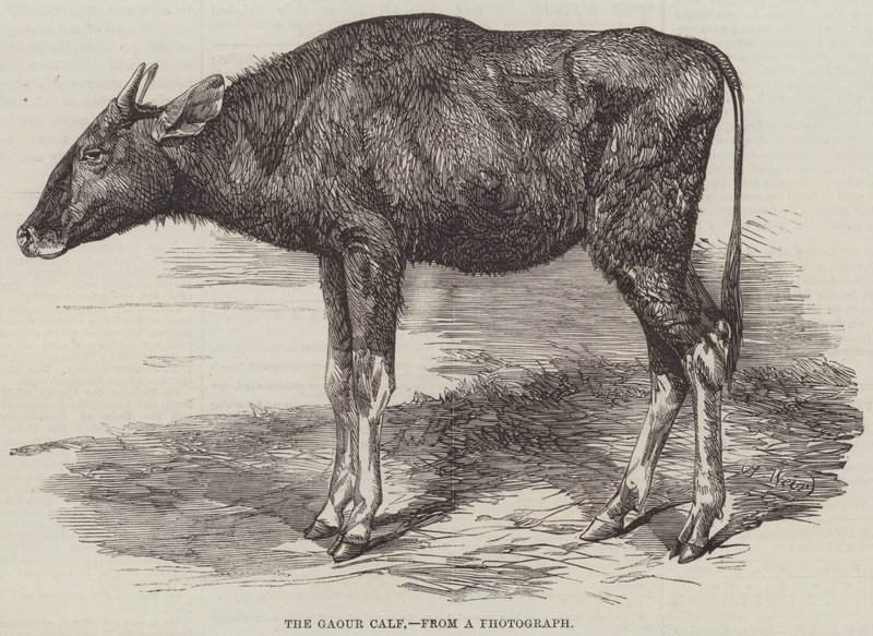 Gaour-vasikka tekijältä Harrison William Weir