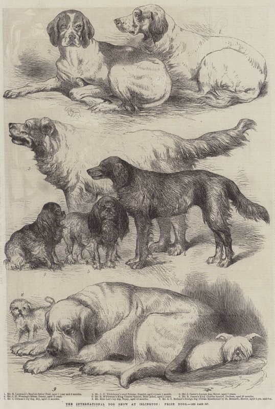 Kansainvälinen koiranäyttely Islingtonissa, Prize Dogs tekijältä Harrison William Weir