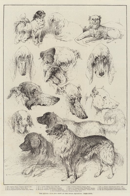 Kennelliiton koiranäyttely Royal Aquariumissa, Prize Dogs tekijältä Harrison William Weir
