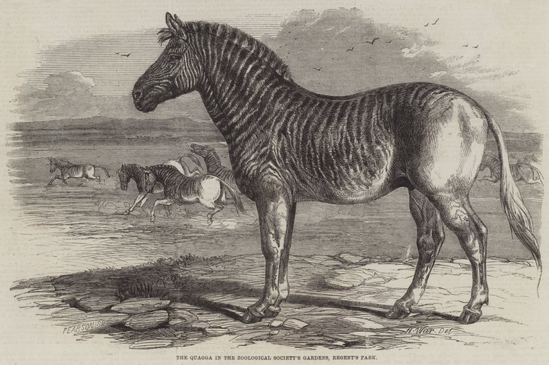 Quagga Zoological Societyn puutarhoissa, Regent