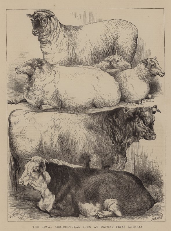 Royal Agricultural Show Oxfordissa, Prize Animals tekijältä Harrison William Weir