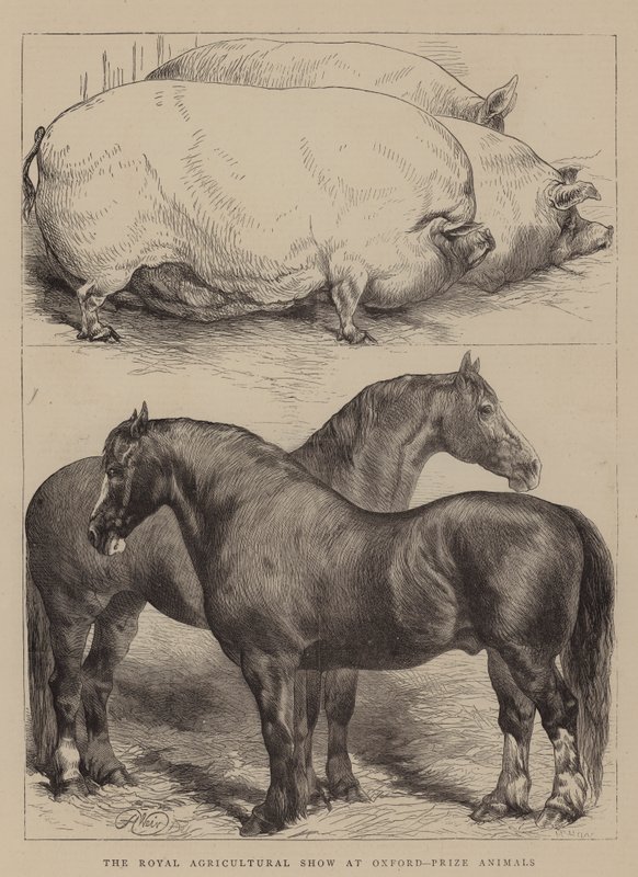 Kuninkaallinen maatalousnäyttely Oxfordissa, Prize Animals tekijältä Harrison William Weir