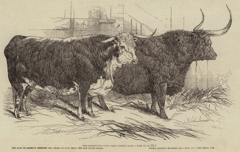 Smithfield Club Prize -nautanäyttely tekijältä Harrison William Weir