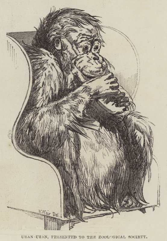Uran-Utan, esitelty Zoological Societylle tekijältä Harrison William Weir