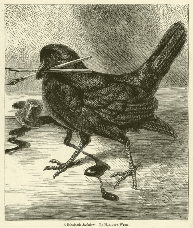 Scholastinen Jackdaw tekijältä Harrison William Weir