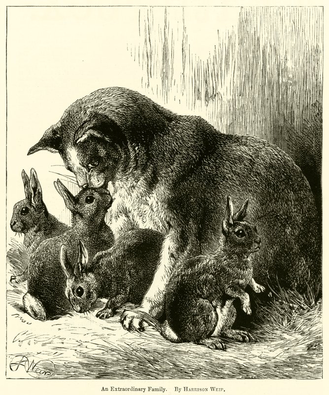Poikkeuksellinen perhe tekijältä Harrison William Weir