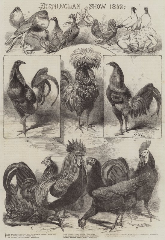 Birmingham Show 1858 tekijältä Harrison William Weir