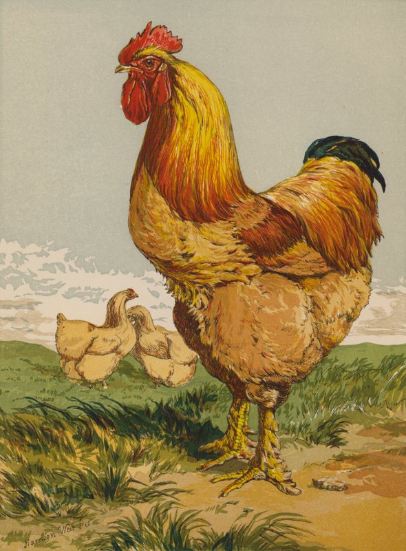 Buff Cochin Cock (chromolitho) tekijältä Harrison William Weir