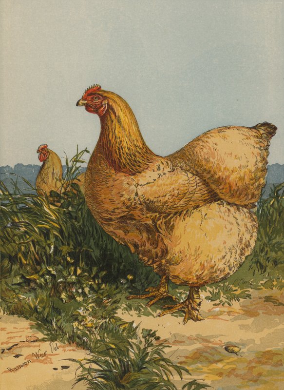 Buff Cochin Hen (chromolitho) tekijältä Harrison William Weir