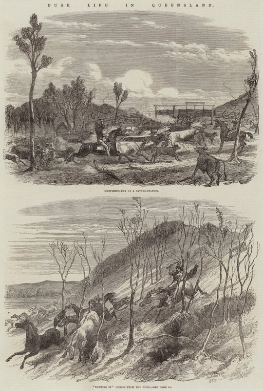 Bushin elämä Queenslandissa tekijältä Harrison William Weir
