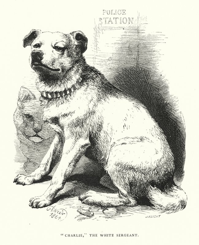"Charlie", valkoinen kersantti (kaiverrus) tekijältä Harrison William Weir