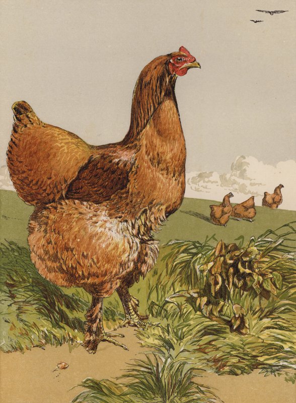 Cinnamon Cochin kana (chromolitho) tekijältä Harrison William Weir