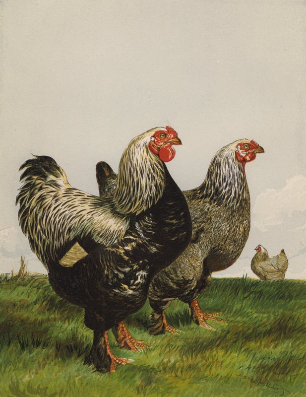 Tummat brahmat (chromolitho) tekijältä Harrison William Weir