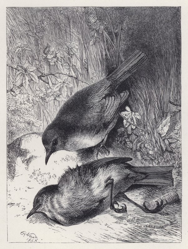 Robinin puolison kuolema (kaiverrus) tekijältä Harrison William Weir