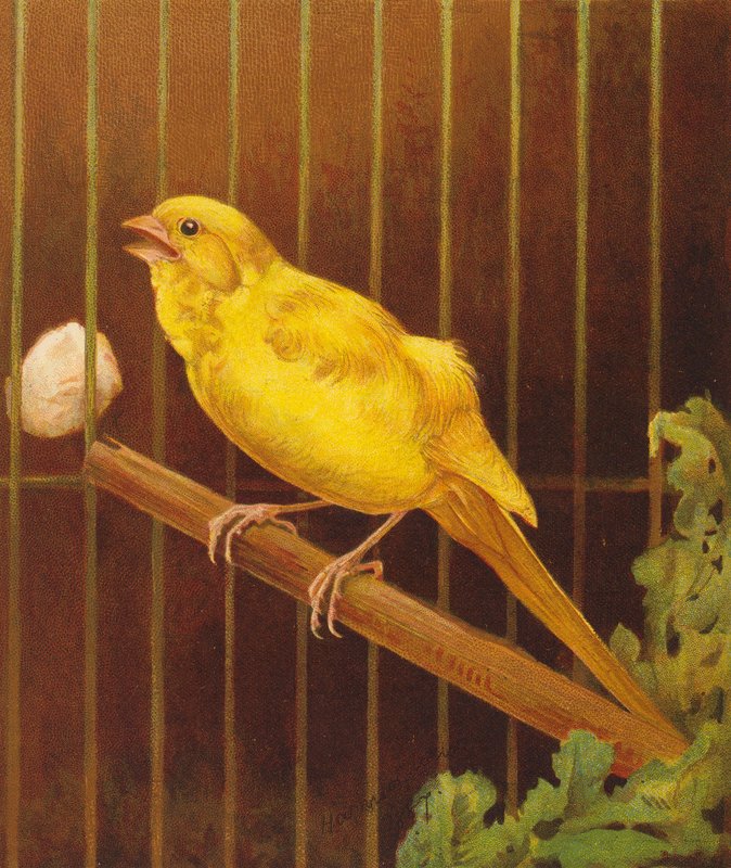 Dickie Bird (värilitografia) tekijältä Harrison William Weir
