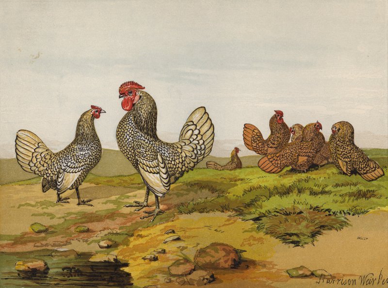Kulta- ja hopeanauhalliset bantamit (chromolitho) tekijältä Harrison William Weir
