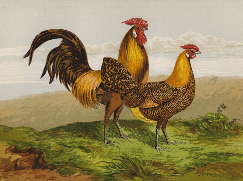 Kultakynäiset hampurilaiset (chromolitho) tekijältä Harrison William Weir