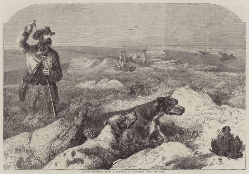 Grouse-ammunta (kaiverrus) tekijältä Harrison William Weir