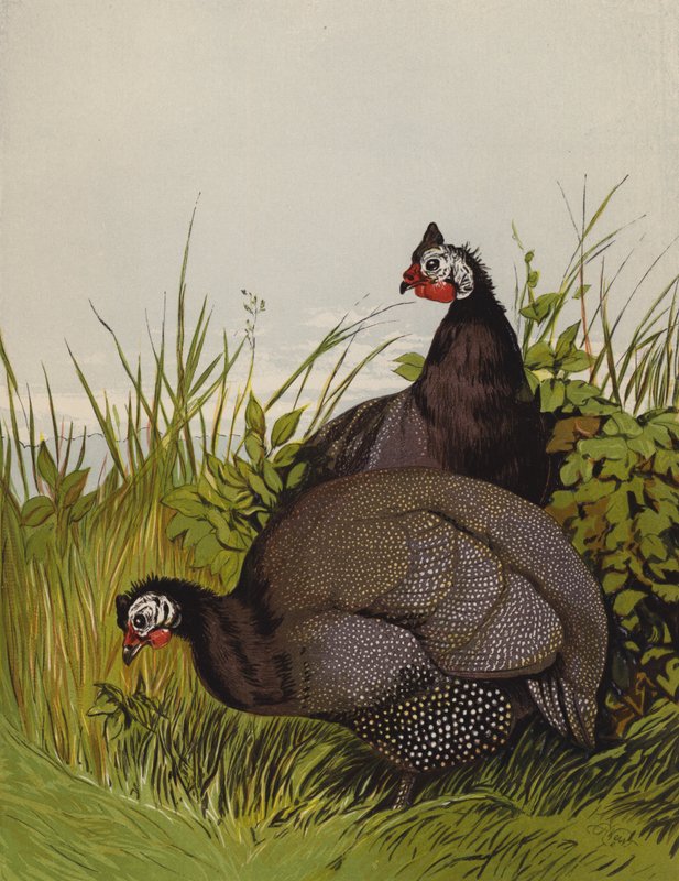 Helmikanat (chromolitho) tekijältä Harrison William Weir