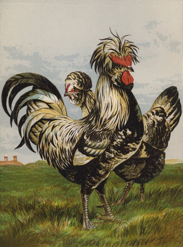 Houdans (chromolitho) tekijältä Harrison William Weir