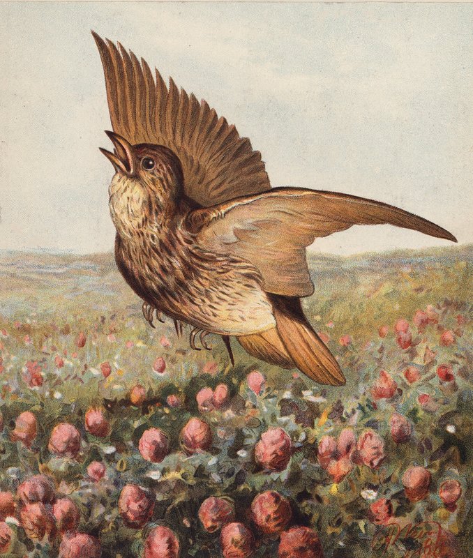 Apilassa (värilitografia) tekijältä Harrison William Weir
