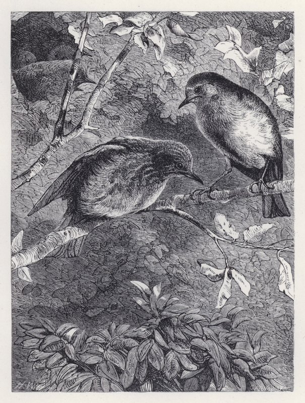 Lentämään oppiminen (kaiverrus) tekijältä Harrison William Weir